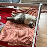 cat, dog, blanket, bed, couch, indoor, pet, furniture, floor, relaxing, animal, cozy, fur, white, gray, red, pink, wooden_floor, resting, living_room