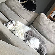 Pilou participe au concours pour gagner de l'argent avec cette photo : animal, beige, cat, comfortable, couch, cozy, cute, domestic, feline, fur, household, indoor, laying_down, living_room, pet, relaxed, resting, sleeping, soft, two_cats