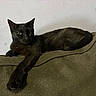 black_cat, cat, feline, green_eyes, whiskers, pointed_ears, lying_down, lounging, extended_paw, indoor, couch, sofa, furniture, textured_fabric, wall, portrait, animal, pet, relaxed, dramatic_pose