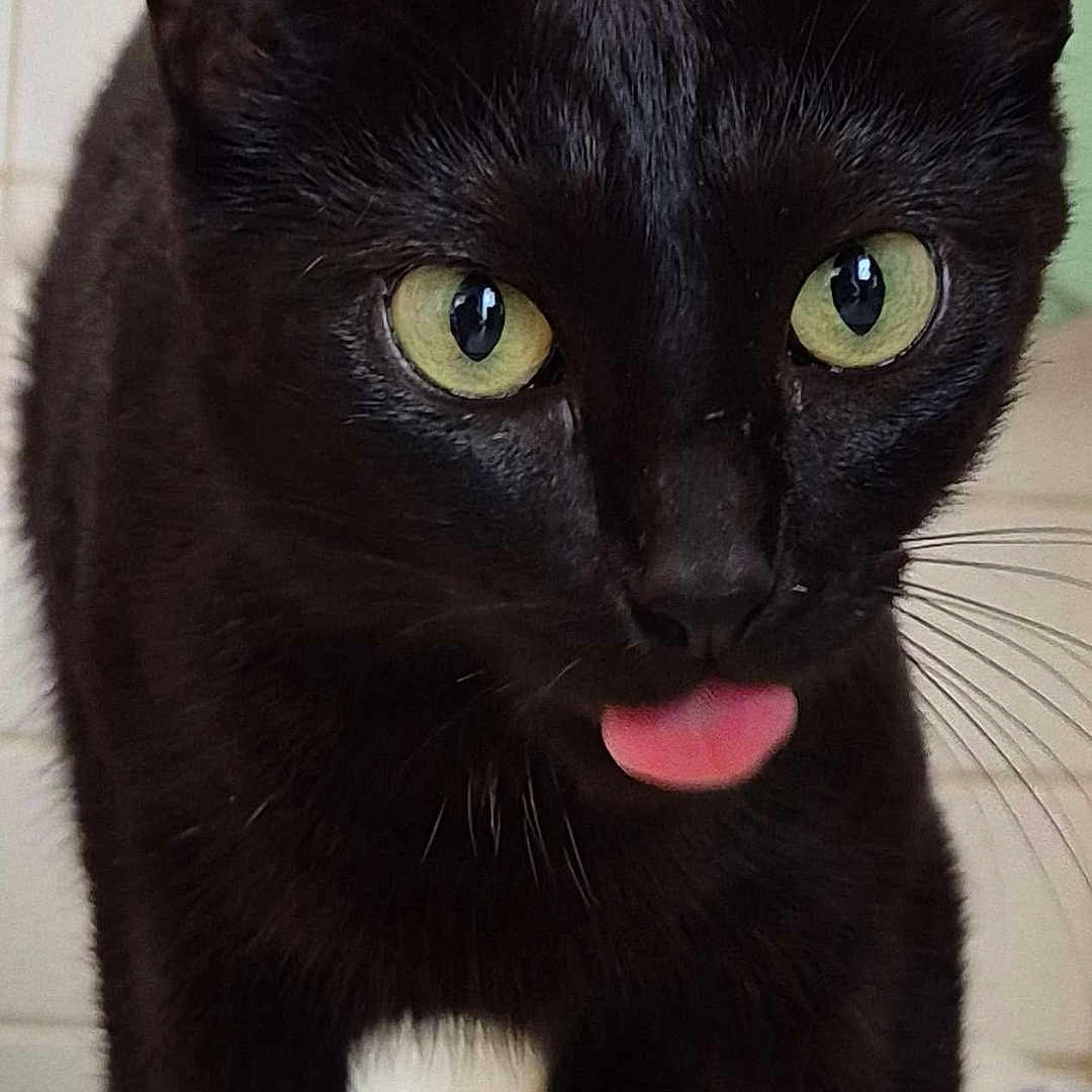 Princesse a rejoint le concours — aidez-le/la à gagner de superbes lots ! black_cat, cat, feline, green_eyes, pink_tongue, tongue_out, close_up, portrait, pet, animal, whiskers, ears, fur, short_hair, standing, indoor, tiled_background, bathroom, funny, looking_at_camera