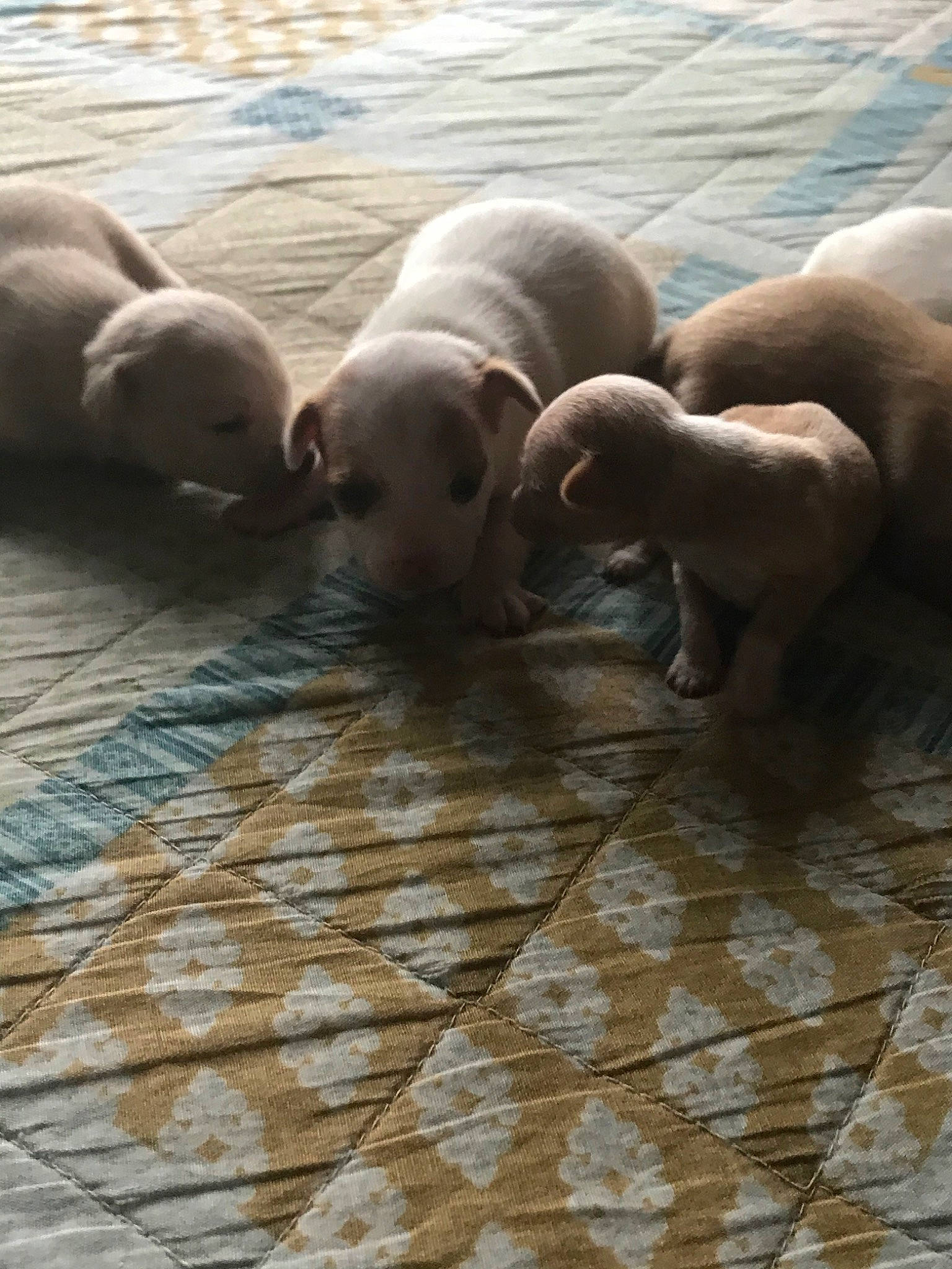 Jingle joined the competition — help win amazing prizes! american_pit_bull_terrier, canidae, carnivore, dog_breed, dogo_argentino, fawn, harbor_seal, mammal, marine_mammal, non_sporting_group, seal, snout