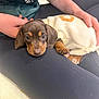 brown_coat, cozy, cute, dachshund, dog, eyes, floor_mat, hands, indoor, knitwear, lap, leggings, paw, person, pet, portrait, puppy, snuggle, sweater, young