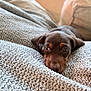 Chloe joined the competition — help win amazing prizes! blanket, brown_fur, closeup, couch, cozy, dachshund, dog, eyes, furniture, home, indoor, nose, pet, portrait, puppy, resting, shallow_depth_of_field, sleeping, soft_lighting, texture