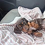 Chloe is registered to the contest to win money with this photo: blanket, brown_fur, car_interior, car_seat, cozy, cute, dachshund, dog, eyes, looking_at_camera, lying_down, passenger, paws, pink_blanket, portrait, puppy, relaxed, small_dog, soft_texture, striped_blanket