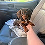 arm, blanket, brown_fur, car_interior, cute, dachshund, dog, eyes, hand, leather_seat, nose, owner_hand, passenger_seat, paws, pet, portrait, puppy, travel, vehicle, window