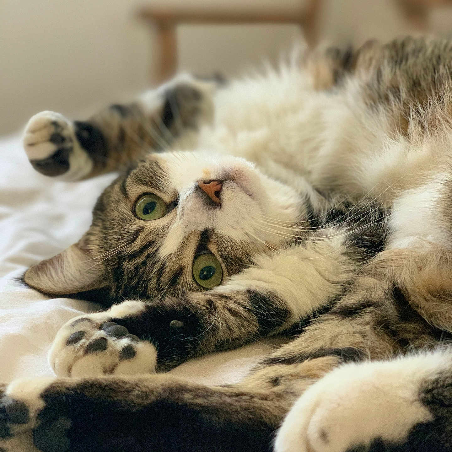 Duchesse a rejoint le concours — aidez-le/la à gagner de superbes lots ! cat, tabby, white_fur, green_eyes, fluffy, pet, animal, lying_down, upside_down, paws, whiskers, bed, bedroom, indoor, relaxed, playful, portrait, close_up, soft_lighting, furry