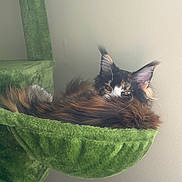 Ophelia joined the competition — help win amazing prizes! animal, calico_cat, cat, cat_tree, close_up, ears, feline, fluffy, fur, green, hammock, indoors, long_hair, lounging, pet, portrait, relaxed, resting, sleepy, whiskers