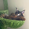 cat, calico_cat, fluffy, long_hair, pet, animal, feline, sleepy, lounging, hammock, green, cat_tree, indoors, portrait, whiskers, ears, fur, relaxed, resting, close_up