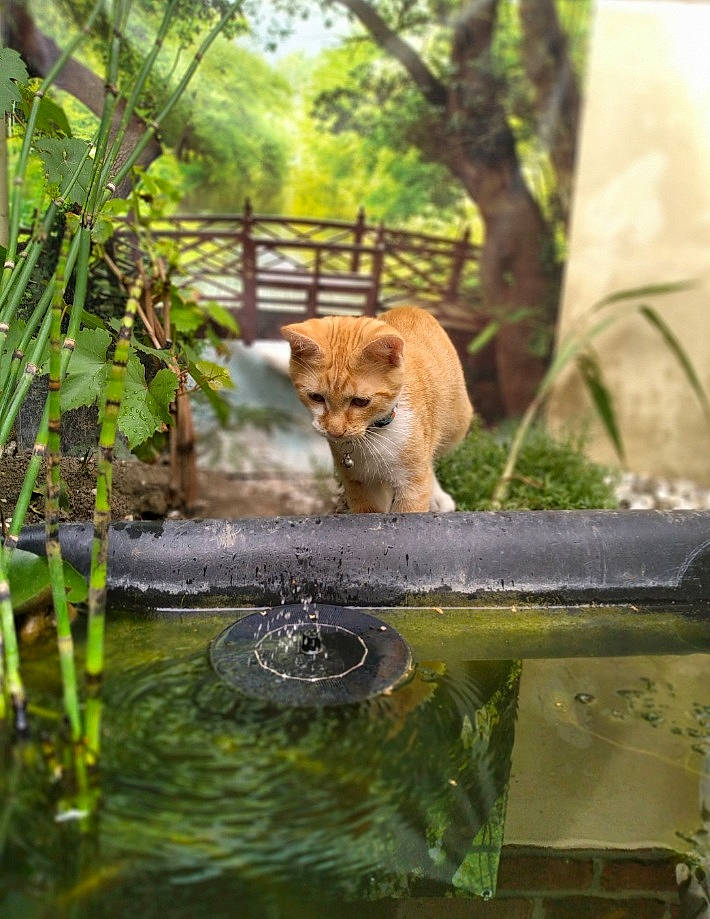 Sanga a rejoint le concours — aidez-le/la à gagner de superbes lots ! big_cats, canidae, carnivore, cat, companion_dog, fawn, felidae, finnish_spitz, grass, lion, plant, water, whiskers, wildlife