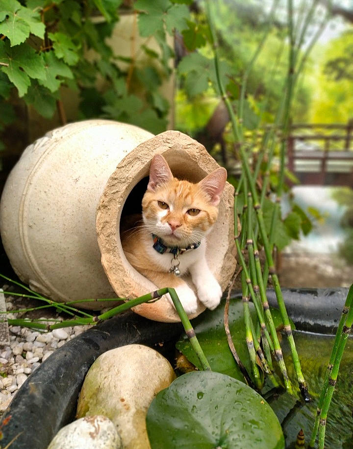 Sanga participe au concours pour gagner de l'argent avec cette photo : aegean_cat, carnivore, cat, domestic_short_haired_cat, european_shorthair, fawn, felidae, grass, kitten, leaf, plant, small_to_medium_sized_cats, whiskers