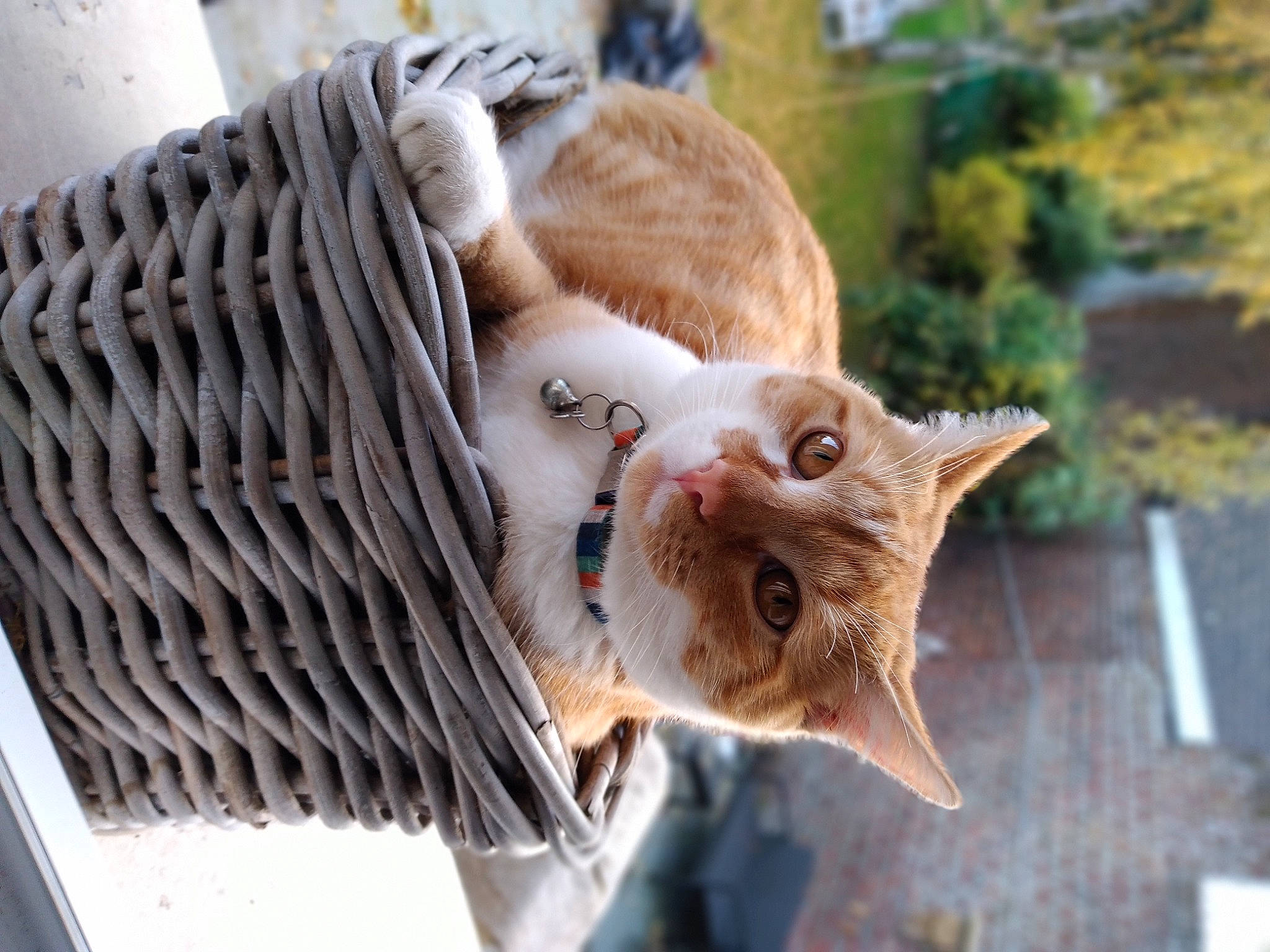 Sanga participe au concours pour gagner de l'argent avec cette photo : aegean_cat, carnivore, cat, domestic_short_haired_cat, european_shorthair, fawn, felidae, fur, german_rex, small_to_medium_sized_cats, whiskers