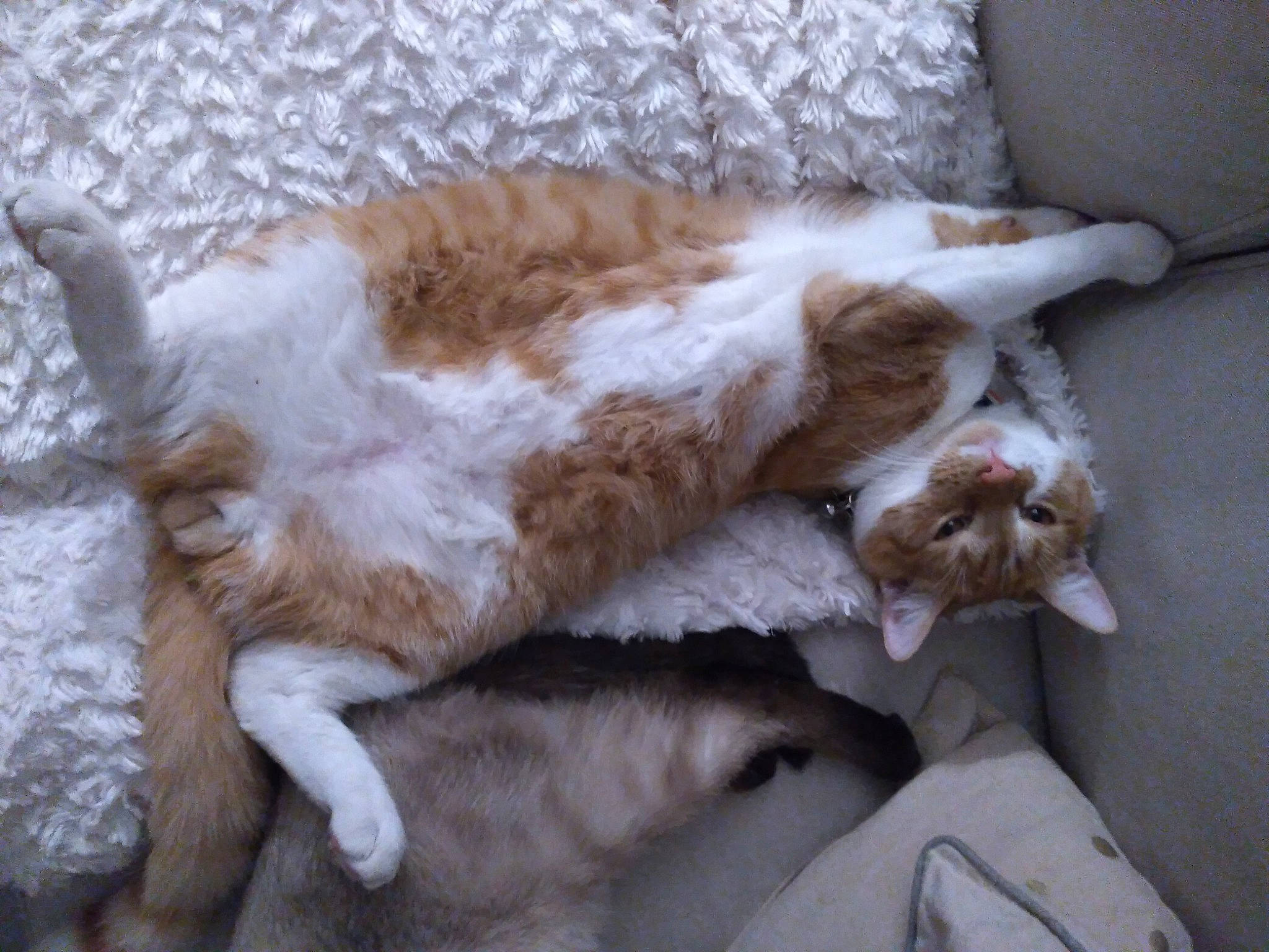 Sanga a rejoint le concours — aidez-le/la à gagner de superbes lots ! aegean_cat, canidae, carnivore, cat, claw, dog_breed, european_shorthair, fawn, felidae, fur, german_rex, kooikerhondje, mammal, nap, paw, small_to_medium_sized_cats, sporting_group, tail, whiskers