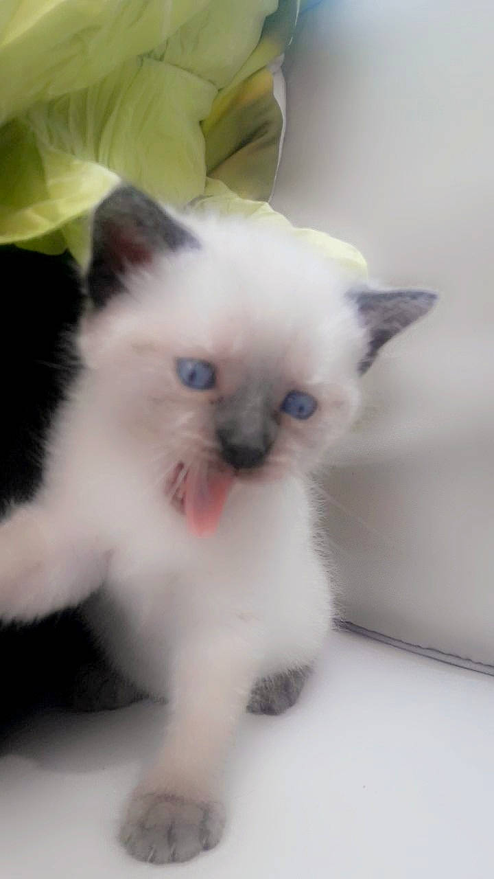 Eros a rejoint le concours — aidez-le/la à gagner de superbes lots ! balinese, birman, carnivore, cat, colorpoint_shorthair, eye, felidae, himalayan, iris, javanese, kitten, mammal, ragdoll, siamese, skin, small_to_medium_sized_cats, snout, thai, vertebrate, whiskers