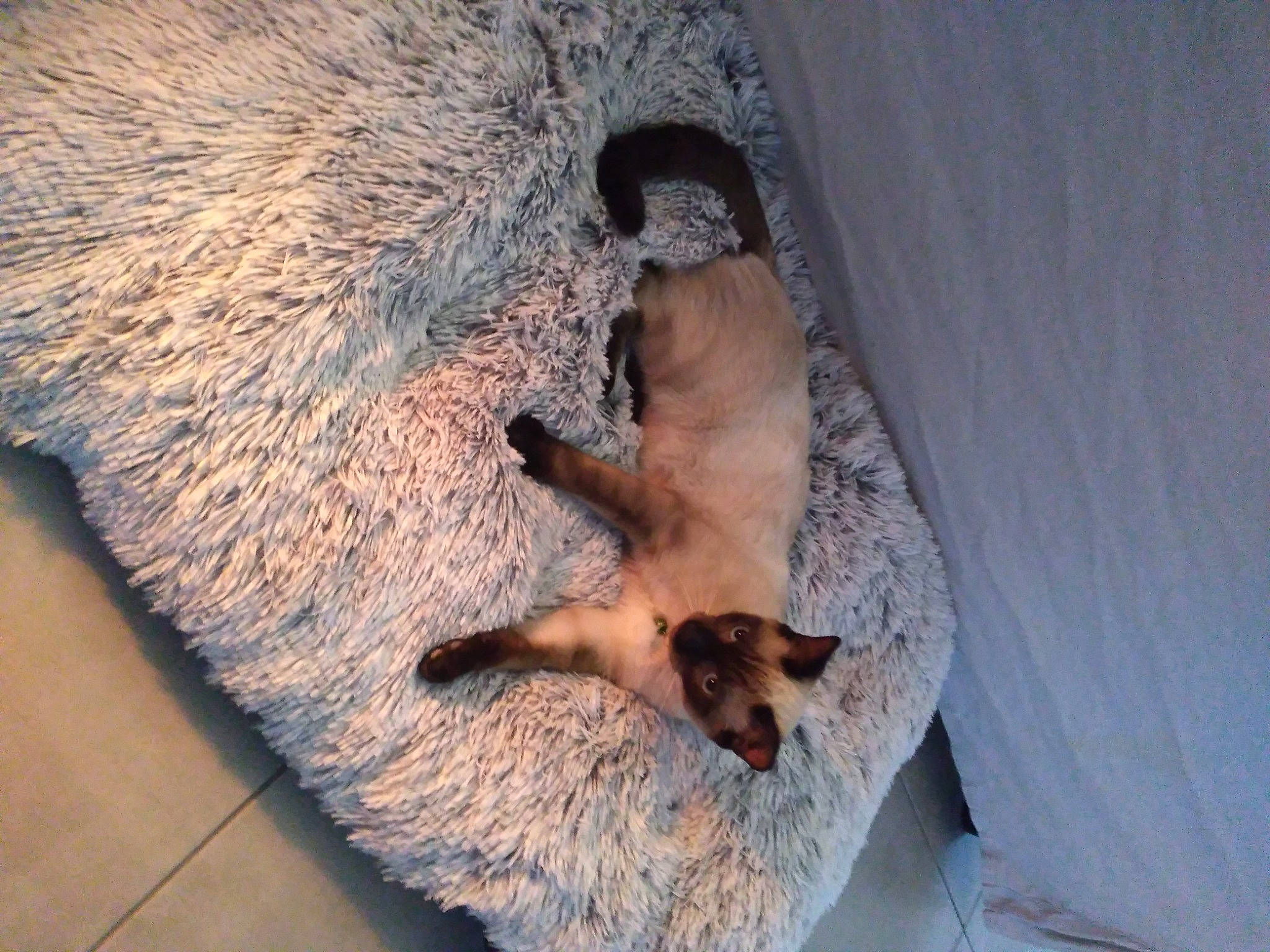 Eros participe au concours pour gagner de l'argent avec cette photo : border_terrier, canidae, carnivore, cat, dog_breed, fawn, felidae, mammal, snout, vertebrate