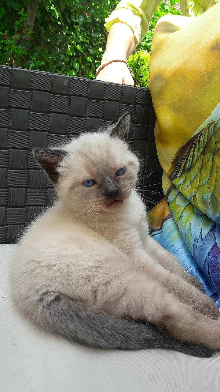 Eros participe au concours pour gagner de l'argent avec cette photo : balinese, birman, carnivore, cat, colorpoint_shorthair, eye, fawn, felidae, himalayan, javanese, kitten, mammal, ojos_azules, ragdoll, siamese, small_to_medium_sized_cats, thai, tonkinese, vertebrate, whiskers