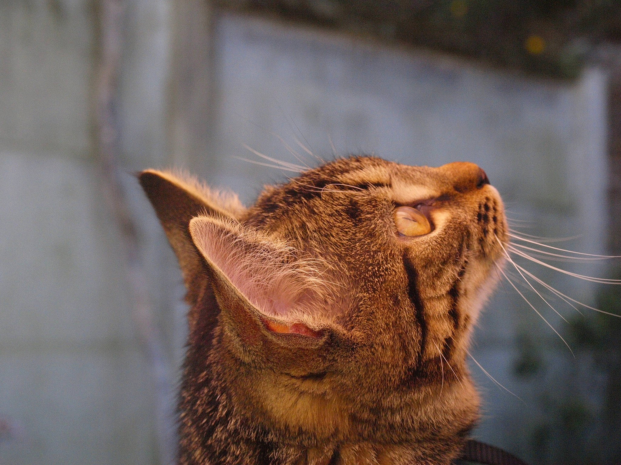 Néo participe au concours pour gagner de l'argent avec cette photo : aegean_cat, asian, california_spangled, carnivore, cat, chausie, domestic_short_haired_cat, dragon_li, ear, european_shorthair, eye, facial_expression, felidae, fur, mammal, ocicat, small_to_medium_sized_cats, snout, tabby_cat, whiskers