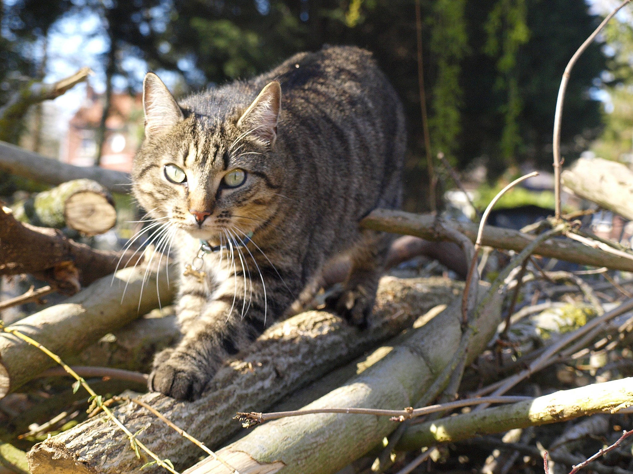 Néo participe au concours pour gagner de l'argent avec cette photo : bobcat, carnivore, cat, domestic_short_haired_cat, dragon_li, european_shorthair, felidae, lynx, mammal, norwegian_forest_cat, pixie_bob, rusty_spotted_cat, small_to_medium_sized_cats, snout, tabby_cat, terrestrial_animal, vertebrate, whiskers, wild_cat, wildlife