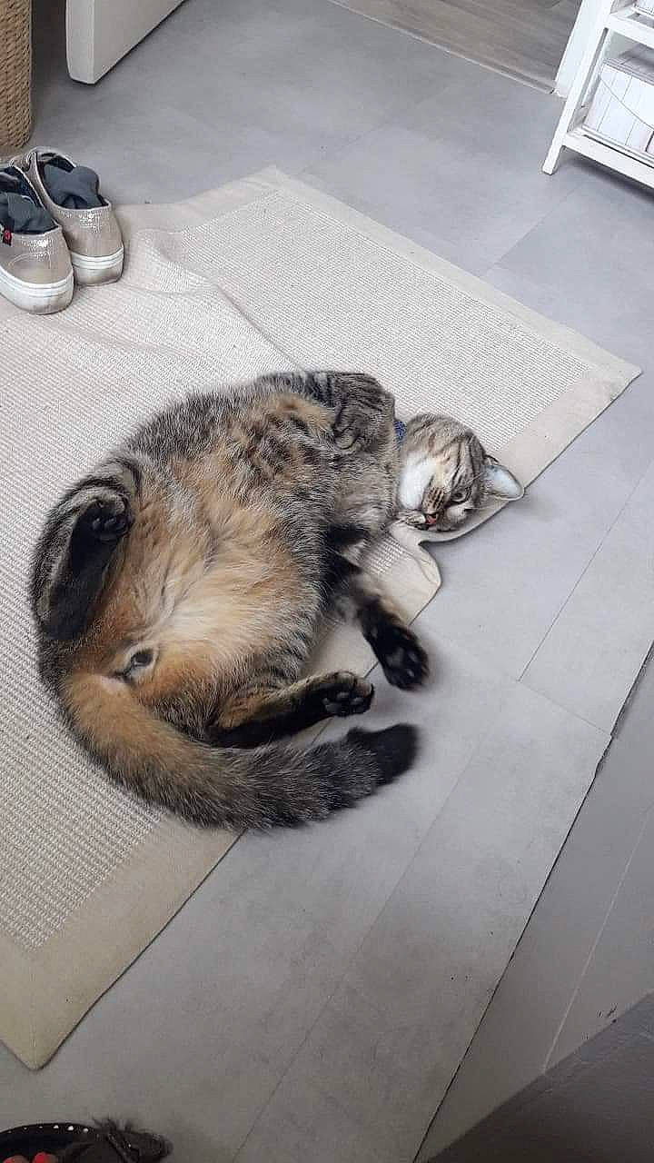 Néo a rejoint le concours — aidez-le/la à gagner de superbes lots ! carnivore, cat, domestic_short_haired_cat, dragon_li, egyptian_mau, european_shorthair, felidae, fur, kitten, paw, small_to_medium_sized_cats, tabby_cat, tail, whiskers