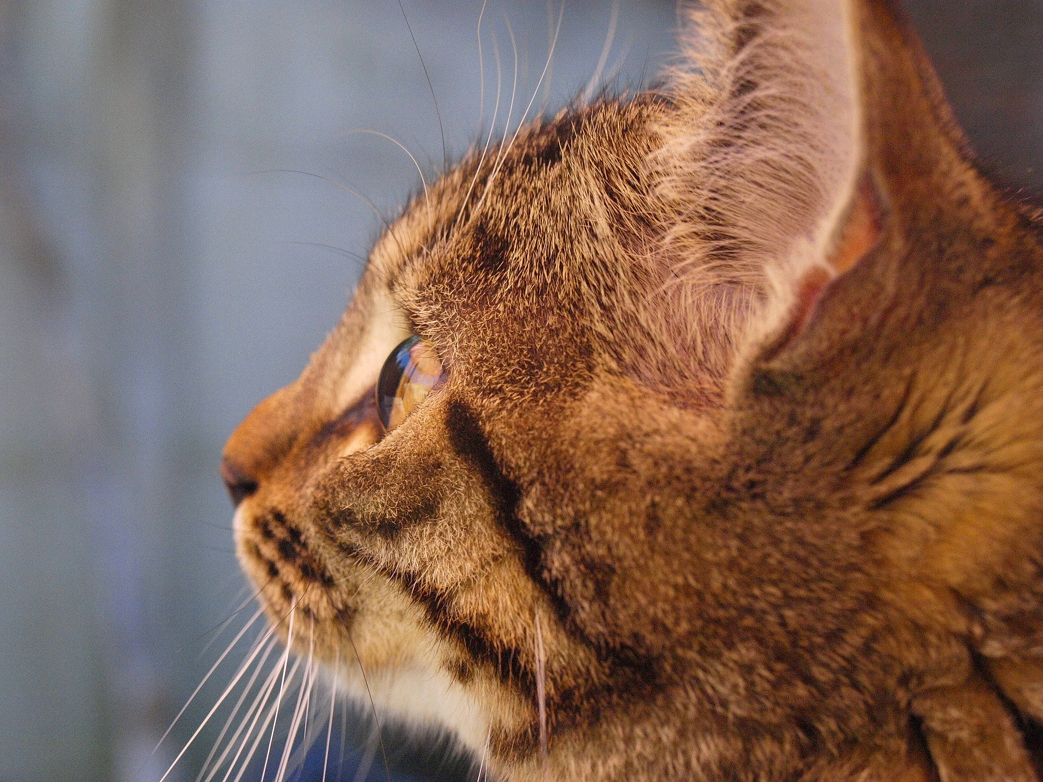 Néo a rejoint le concours — aidez-le/la à gagner de superbes lots ! asian, carnivore, cat, chausie, close_up, domestic_short_haired_cat, european_shorthair, eye, felidae, fur, mammal, nose, ocicat, pixie_bob, small_to_medium_sized_cats, snout, tabby_cat, whiskers, wild_cat, wildlife