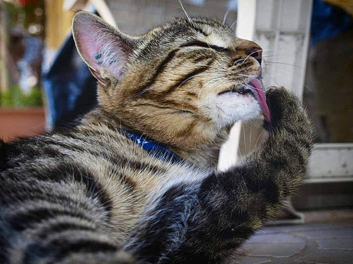 Néo participe au concours pour gagner de l'argent avec cette photo : aegean_cat, american_shorthair, american_wirehair, asian, california_spangled, carnivore, cat, domestic_short_haired_cat, dragon_li, european_shorthair, facial_expression, felidae, kitten, mammal, small_to_medium_sized_cats, snout, sokoke, tabby_cat, vertebrate, whiskers