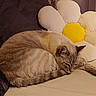 cat, sleeping, couch, plush_pillow, daisy_pillow, indoor, cozy, fur, pet, relaxed, animal, home, furniture, resting, cute, whiskers, tabby_cat, soft, domestic_cat, nap