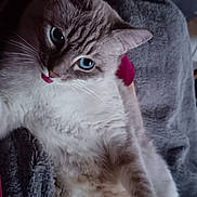 Vicky a rejoint le concours — aidez-le/la à gagner de superbes lots ! cat, blue_eyes, tongue_out, fluffy, lying_down, cozy, blanket, indoor, pet, cute, feline, relaxed, whiskers, soft, light, fur, comfort, animal, closeup, resting