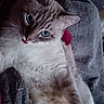 cat, blue_eyes, tongue_out, fluffy, lying_down, cozy, blanket, indoor, pet, cute, feline, relaxed, whiskers, soft, light, fur, comfort, animal, closeup, resting