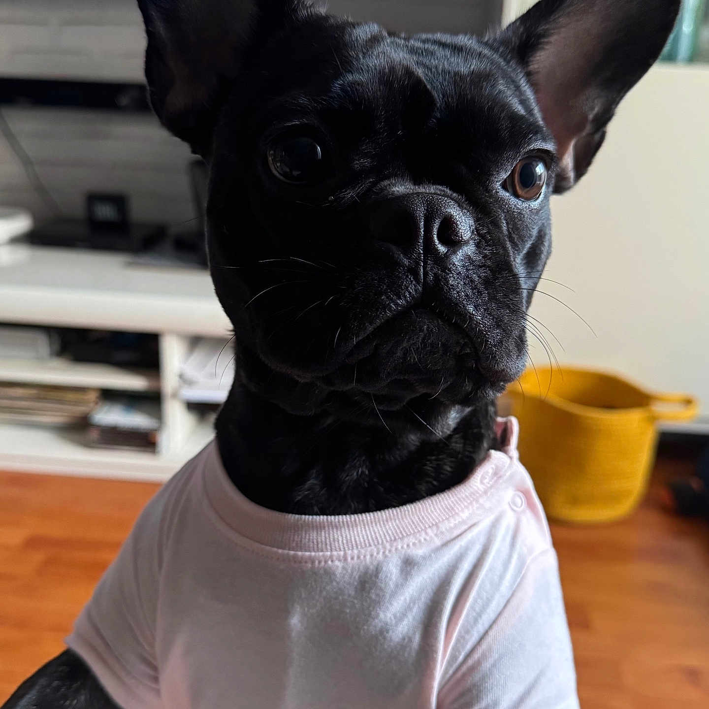 Venus Leconte a rejoint le concours — aidez-le/la à gagner de superbes lots ! animal, bulldog, canine, clothing, computerhardware, dog, electronics, frenchbulldog, hardware, hardwood, indoors, interiordesign, monitor, pet, pitbull, puppy, screen, stainedwood, t_shirt, wood