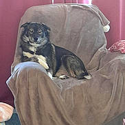 Rocky participe au concours pour gagner de l'argent avec cette photo : animal, armchair, blanket, canine, chair, chihuahua, couch, cushion, dog, furniture, homedecor, pet, puppy, velvet