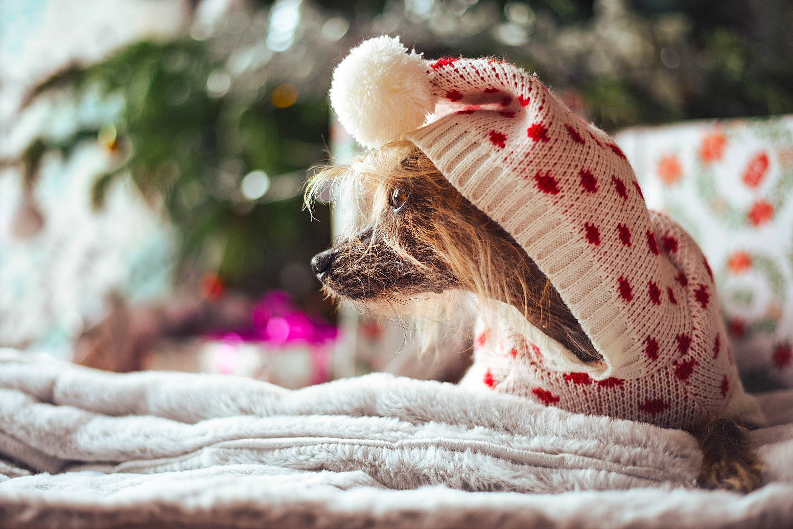 Ike participe au concours pour gagner de l'argent avec cette photo : christmas, close_up, companion_dog, creative_arts, dog_breed, fawn, fur, natural_material