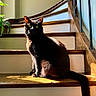 cat, black_cat, stairs, wooden_stairs, indoor, sunlight, shadow, pet, animal, feline, green_plant, natural_light, cozy, quiet, resting, sitting, tail, ears, eyes, fur