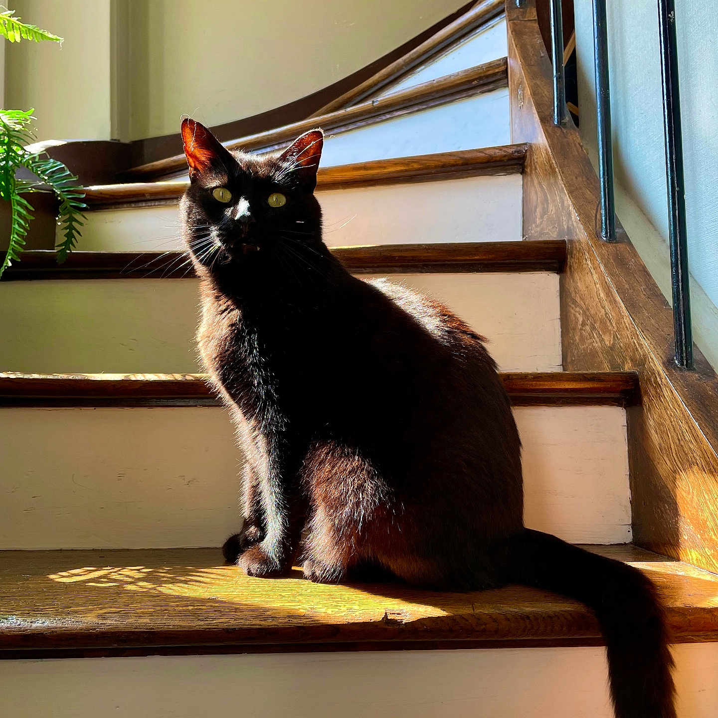 Alphonse participe au concours pour gagner de l'argent avec cette photo : cat, black_cat, stairs, wooden_stairs, indoor, sunlight, shadow, pet, animal, feline, green_plant, natural_light, cozy, quiet, resting, sitting, tail, ears, eyes, fur