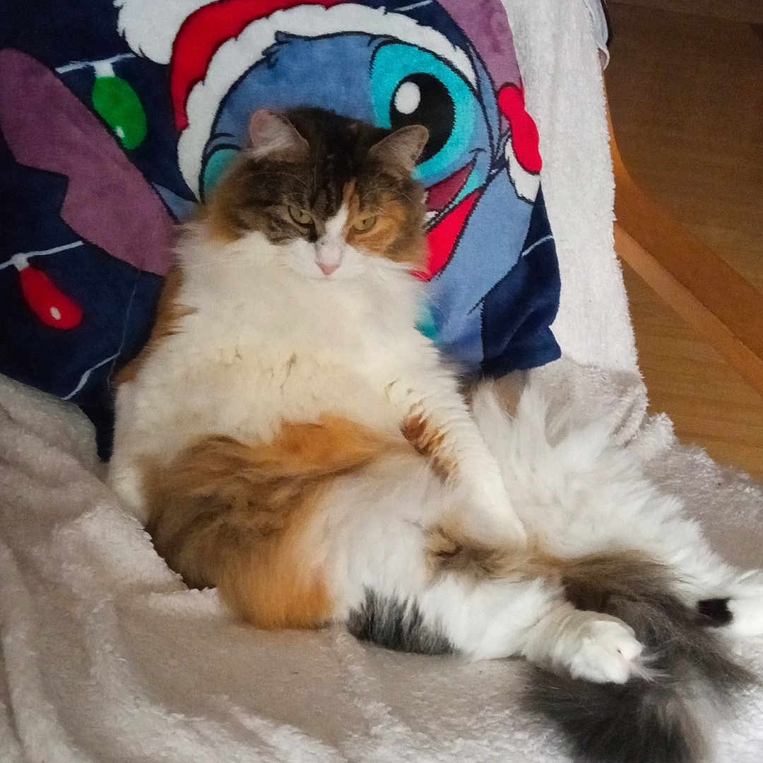 Racaille participe au concours pour gagner de l'argent avec cette photo : abyssinian, animal, bed, blanket, cat, couch, cushion, face, furniture, head, homedecor, indoors, kitten, linen, manx, person, pet, quilt, sleeping, wood