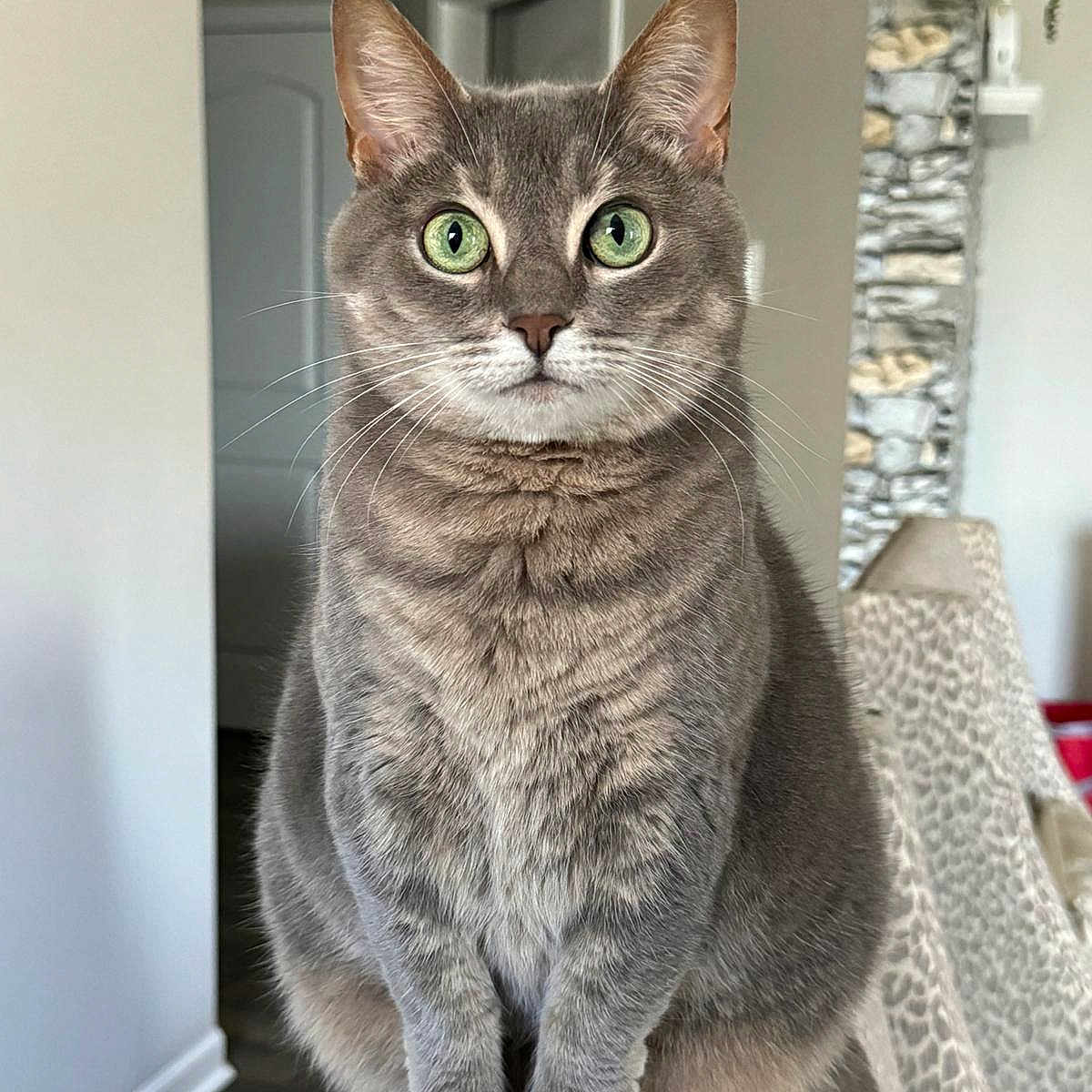 Ola