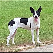 Cowgirl joined the competition — help win amazing prizes! alert, animal, black_and_white, canine, daytime, dog, ears_up, friendly, fur, grass, ground, happy, mammal, nature, outdoor, park, pet, side_view, standing, tongue_out