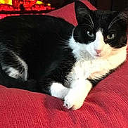 Kiki joined the competition — help win amazing prizes! animal, black_and_white, cat, comfort, cozy, cushion, feline, fireplace, fur, home, indoor, indoors, paw, pet, red_cushion, relaxed, resting, tuxedo_cat, warm, whiskers
