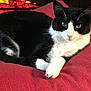 animal, black_and_white, cat, comfort, cozy, cushion, feline, fireplace, fur, home, indoor, indoors, paw, pet, red_cushion, relaxed, resting, tuxedo_cat, warm, whiskers