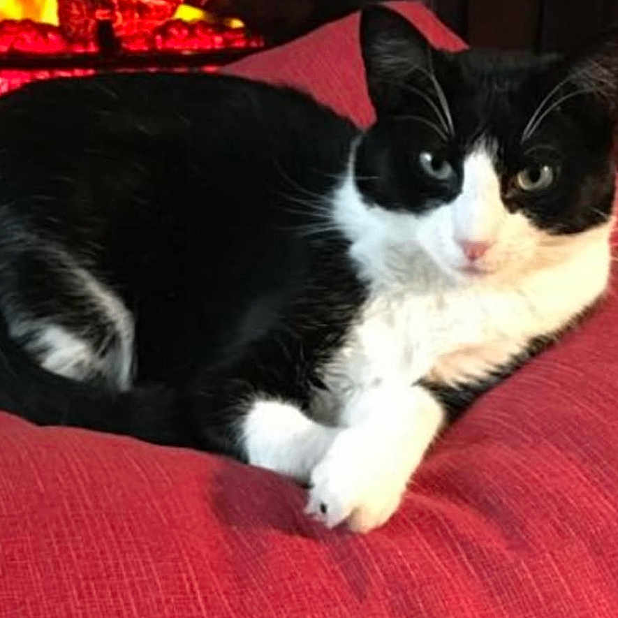 Kiki joined the competition — help win amazing prizes! animal, black_and_white, cat, comfort, cozy, cushion, feline, fireplace, fur, home, indoor, indoors, paw, pet, red_cushion, relaxed, resting, tuxedo_cat, warm, whiskers