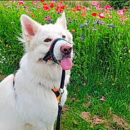 Lucifer is registered to the contest to win money with this photo: dog, white_dog, tongue_out, halter, leash, harness, poppies, wildflowers, meadow, grass, field, outdoor, pet, portrait, sitting, fur, nose, ears_up, nature, spring_flower