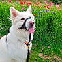 dog, white_dog, tongue_out, halter, leash, harness, poppies, wildflowers, meadow, grass, field, outdoor, pet, portrait, sitting, fur, nose, ears_up, nature, spring_flower