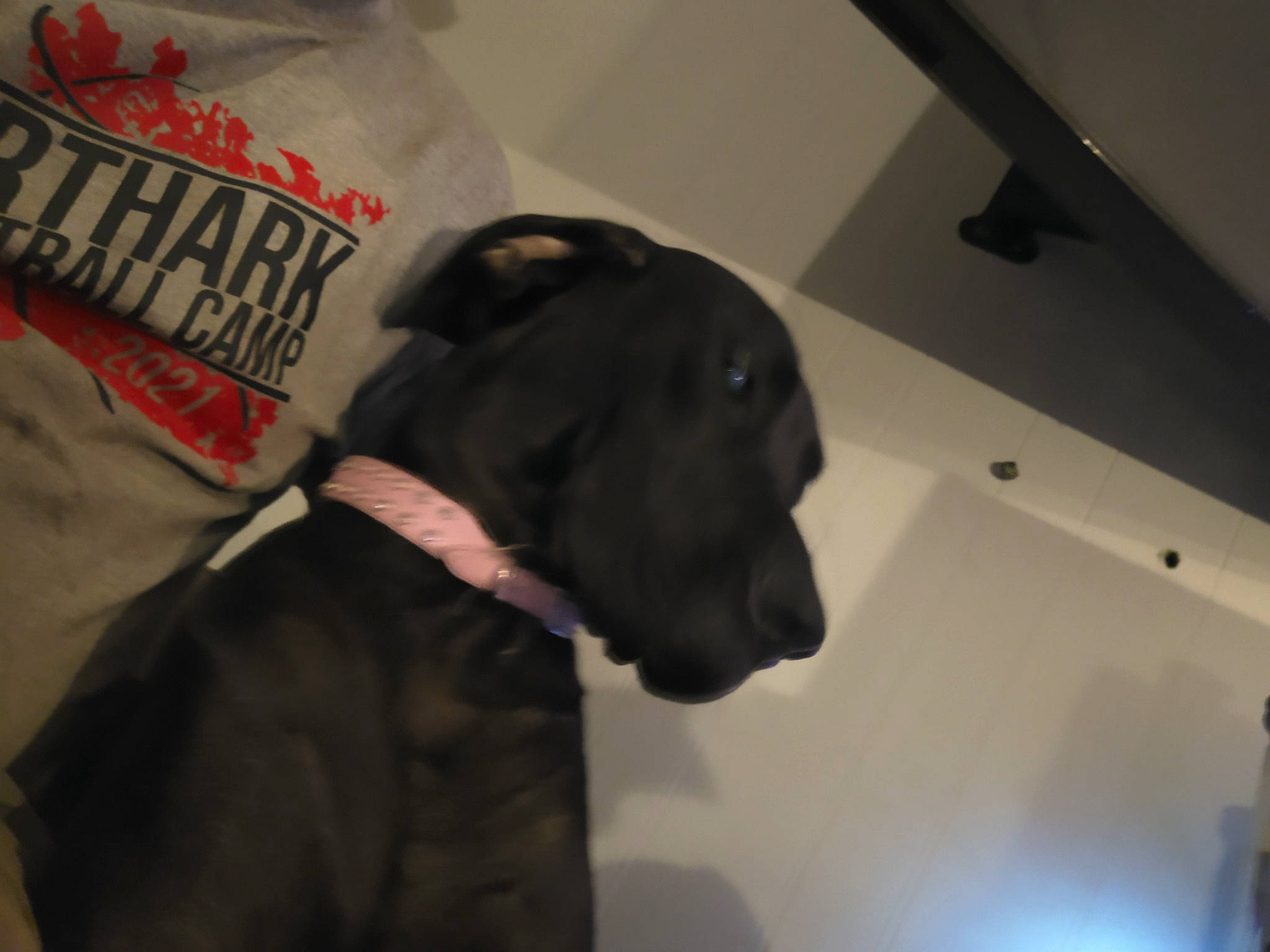 Stella Gordon joined the competition — help win amazing prizes! borador, canidae, carnivore, collar, companion_dog, dog, dog_breed, dog_collar, dog_supply, fashion_accessory, fur, guard_dog, gun_dog, logo, personal_protective_equipment, pet_supply, sleeve, snout, sporting_group, working_animal