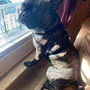 Magoo joined the competition — help win amazing prizes! dog, french_bulldog, brindle, indoor, window, curtain, couch, pet, animal, sunlight, shadow, sitting, looking_out, fur, ears, nose, paw, resting, domestic, companion
