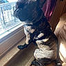 dog, french_bulldog, brindle, indoor, window, curtain, couch, pet, animal, sunlight, shadow, sitting, looking_out, fur, ears, nose, paw, resting, domestic, companion