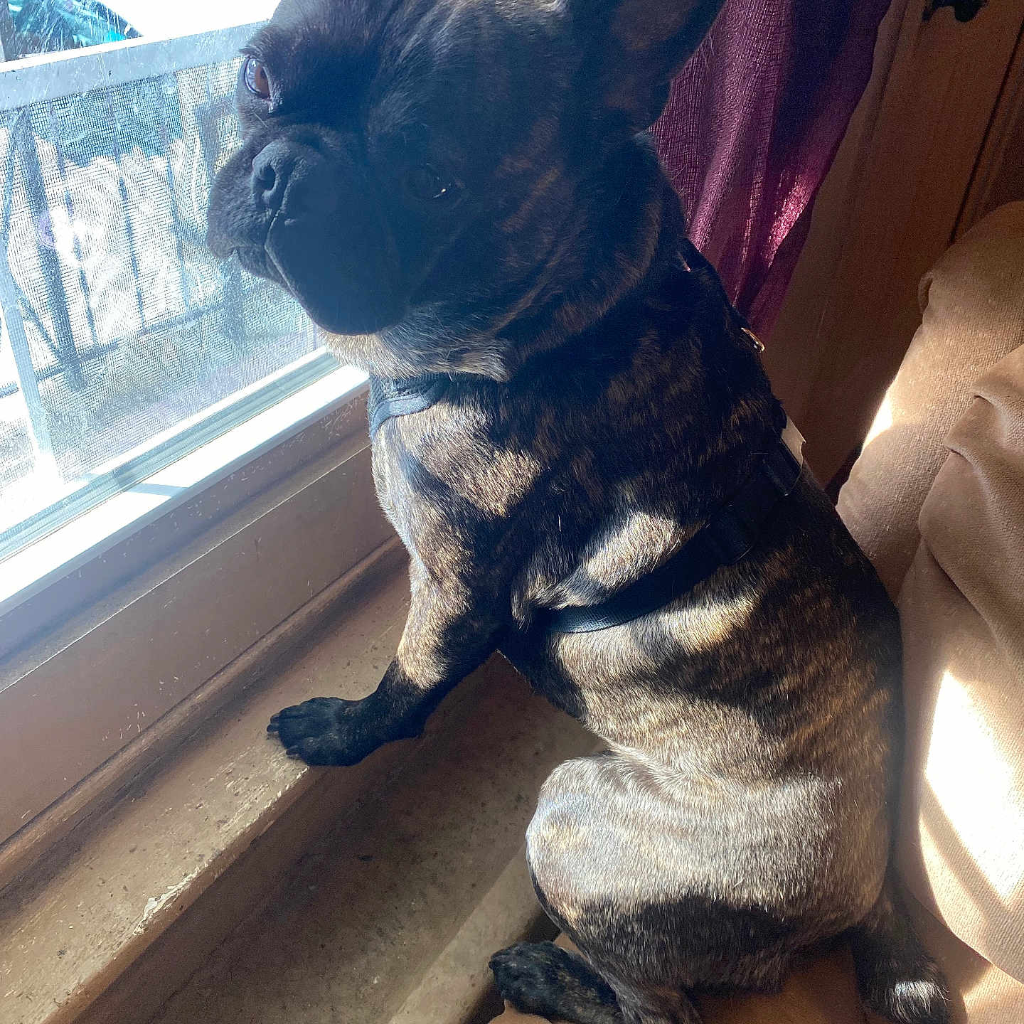 Magoo