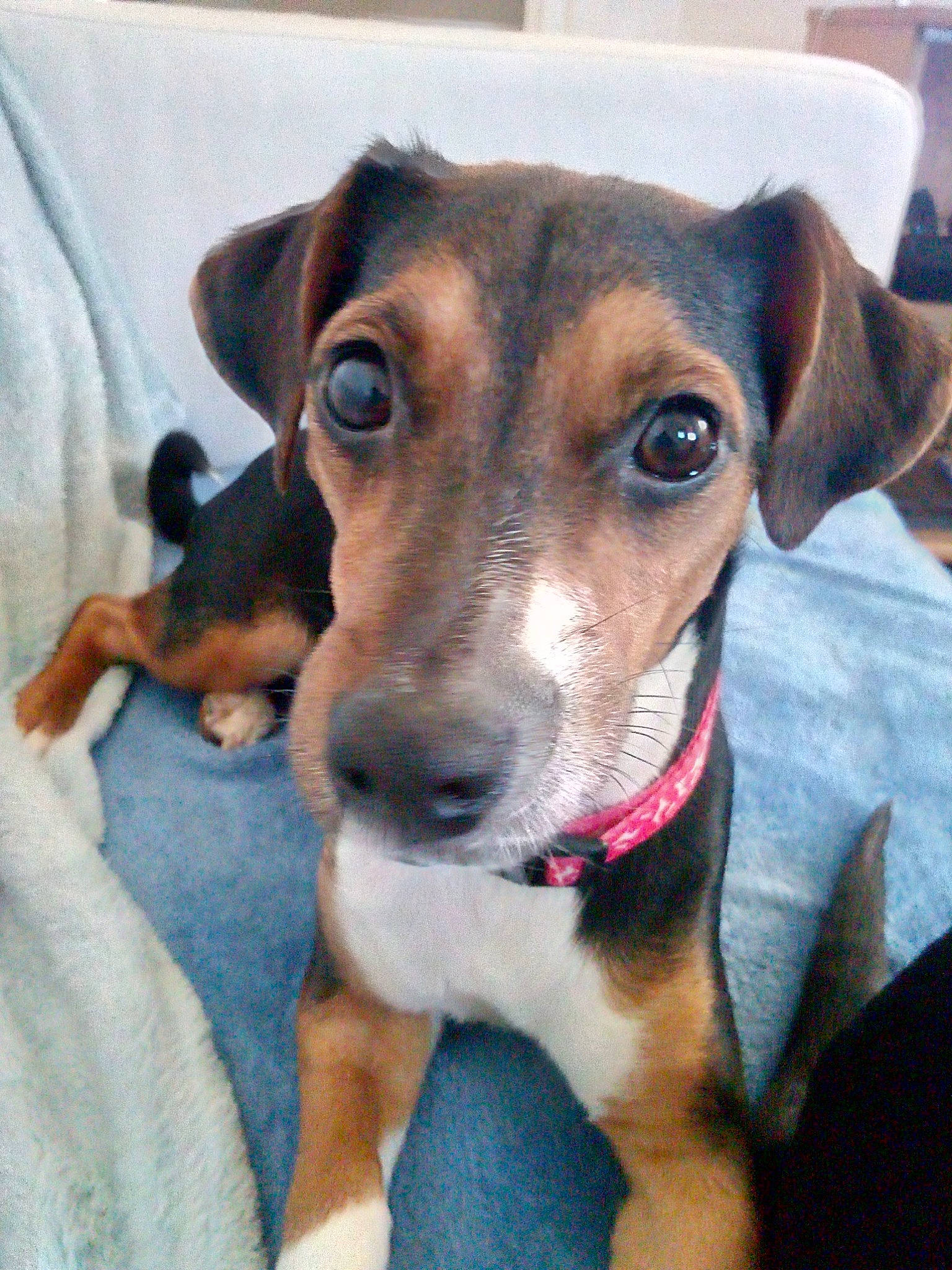 Olga a rejoint le concours — aidez-le/la à gagner de superbes lots ! beagador, brazilian_terrier, canidae, carnivore, dog, dog_breed, ear, fawn, feist, mammal, potcake_dog, puppy, rare_breed_dog, snout, vertebrate, whiskers