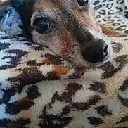 Olga participe au concours pour gagner de l'argent avec cette photo : dog, close_up, blanket, leopard_print, resting, cozy, pet, fur, snout, ears, animal, indoors, soft_texture, brown, black, white, cute, portrait, relaxed, companion