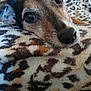 dog, close_up, blanket, leopard_print, resting, cozy, pet, fur, snout, ears, animal, indoors, soft_texture, brown, black, white, cute, portrait, relaxed, companion