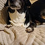 Cocotte participe au concours pour gagner de l'argent avec cette photo : dog, black_and_white, pet, blanket, indoor, cozy, fur, paw, comfort, resting, curious, animal, canine, bed, soft, looking_up, cute, companion, relaxed, household