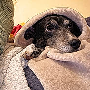 Cocotte a rejoint le concours — aidez-le/la à gagner de superbes lots ! dog, blanket, cozy, resting, indoor, pet, snuggled, furry, animal, brown, black, face, paw, human, sleeve, knitted_sweater, textured_surface, warm, calm, relaxed
