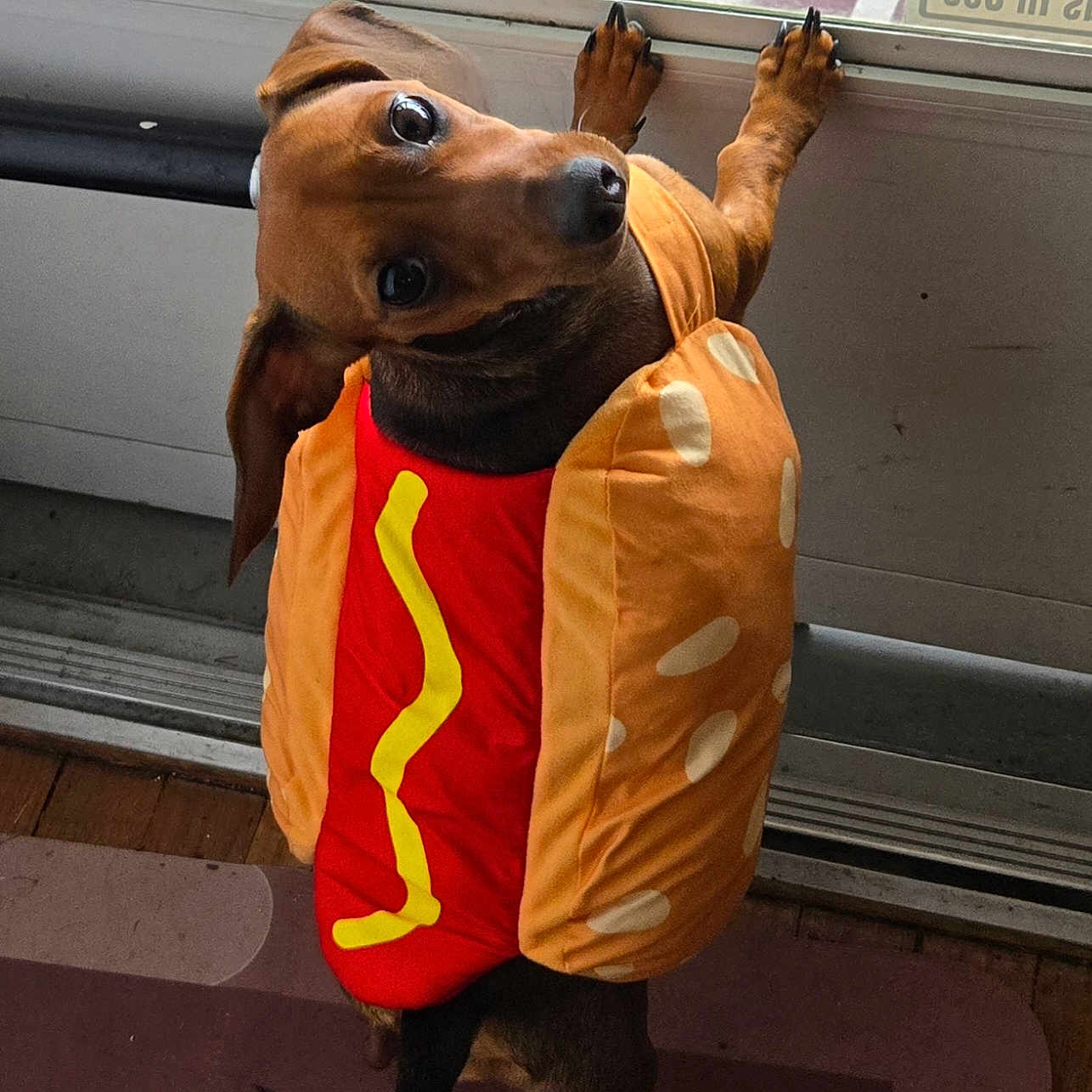 Saddie Nicole joined the competition — help win amazing prizes! dog, hot_dog_costume, pet, animal, brown_dog, costume, funny, cute, outdoor, window, climbing, paws, tail, standing, portrait, close_up, playful, food_themed, sausage, photography